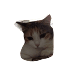 meemeeth（個別スタンプ：8）