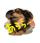 リリちゃんの日常（個別スタンプ：20）