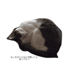 ねこ挨拶（個別スタンプ：4）