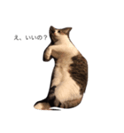 ねこ挨拶（個別スタンプ：5）