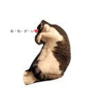 ねこ挨拶（個別スタンプ：6）