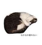 ねこ挨拶（個別スタンプ：7）