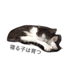 ねこ挨拶（個別スタンプ：8）