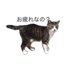 ねこ挨拶（個別スタンプ：11）
