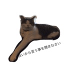 ねこ挨拶（個別スタンプ：13）