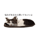 ねこ挨拶（個別スタンプ：16）