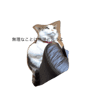 ねこ挨拶（個別スタンプ：19）
