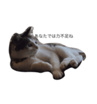 ねこ挨拶（個別スタンプ：20）
