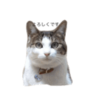 ねこ挨拶（個別スタンプ：22）