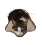 ねこ挨拶（個別スタンプ：27）