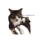 ねこ挨拶（個別スタンプ：30）