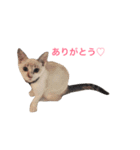 植村こむぎ（個別スタンプ：3）