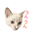 植村こむぎ（個別スタンプ：5）