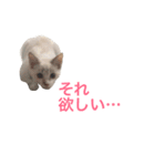 植村こむぎ（個別スタンプ：17）