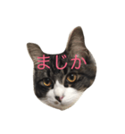 実家の猫（個別スタンプ：1）