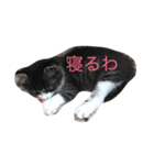 実家の猫（個別スタンプ：2）