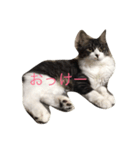 実家の猫（個別スタンプ：3）