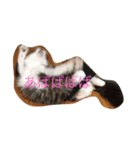 実家の猫（個別スタンプ：5）