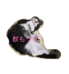 実家の猫（個別スタンプ：6）