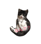 実家の猫（個別スタンプ：7）
