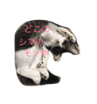 実家の猫（個別スタンプ：8）