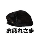 黒猫 シャケ（個別スタンプ：6）