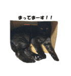 黒猫 シャケ（個別スタンプ：13）