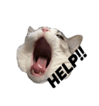 叫ぶネコーズ‼︎（個別スタンプ：3）