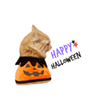 しぇりたん♡（個別スタンプ：8）