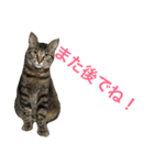 うちの子ねこスタンプ（個別スタンプ：1）