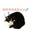 うちの子ねこスタンプ（個別スタンプ：2）