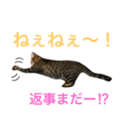 うちの子ねこスタンプ（個別スタンプ：3）