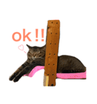 うちの子ねこスタンプ（個別スタンプ：4）