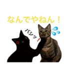 うちの子ねこスタンプ（個別スタンプ：5）