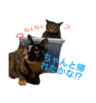 うちの子ねこスタンプ（個別スタンプ：6）