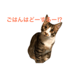 うちの子ねこスタンプ（個別スタンプ：7）