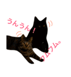 うちの子ねこスタンプ（個別スタンプ：9）