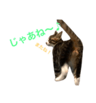 うちの子ねこスタンプ（個別スタンプ：10）