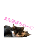 うちの子ねこスタンプ（個別スタンプ：12）