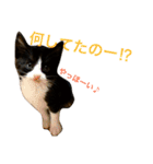 うちの子ねこスタンプ（個別スタンプ：13）