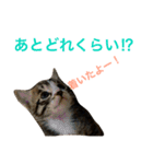 うちの子ねこスタンプ（個別スタンプ：14）