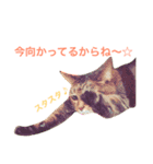 うちの子ねこスタンプ（個別スタンプ：15）