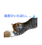 うちの子ねこスタンプ（個別スタンプ：16）