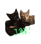 ぺぺマカ（個別スタンプ：1）