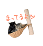 ぺぺマカ（個別スタンプ：7）