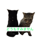 ぺぺマカ（個別スタンプ：8）