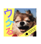 仲良しファミリー 2（個別スタンプ：39）