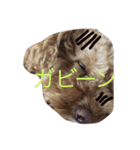 うちのガンジー君（個別スタンプ：2）