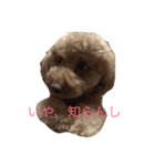 うちのガンジー君（個別スタンプ：5）