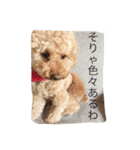 うちのガンジー君（個別スタンプ：6）